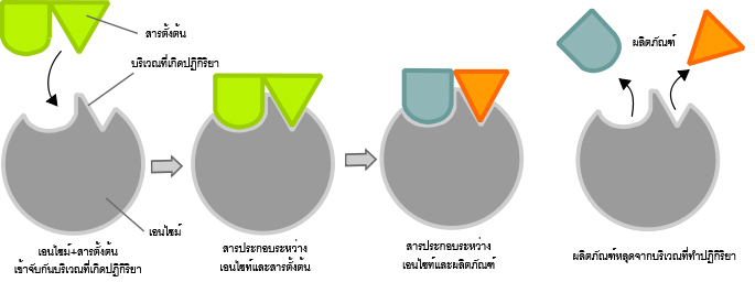 เอนไซม์, สับสเตรต, การทำงานของเอนไซม์, กลไกลของเอนไซม์